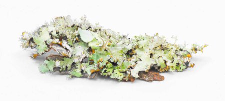 Photo for Black cracked Sheet or Netted Ruffle Lichen - Parmotrema reticulatum - used as natural antimicrobial agent against pathogens isolated on white background - Royalty Free Image