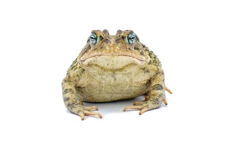 Photo for Toad isolated on white background.  Southern toad - Anaxyrus terrestris - front view showing cranial knobs which distinguish from other common toads in Florida and southeast United States - Royalty Free Image