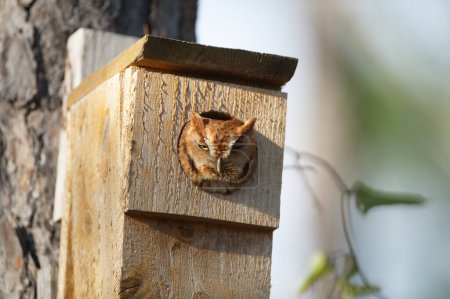 morfo rojo lechuza chillona oriental - Megascops asio - mirando desde una caja de nidos de madera con ojos amarillos. super detalle de plumas y textura. relajado y cómodo adorable y lindo. mechones de oído visibles
