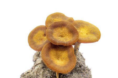 The Ringless Honey Mushroom - Desarmillaria caespitosa - is a beautiful edible if fully cooked fungus. On clump of dirt or earth isolated on white background view 1 of 5