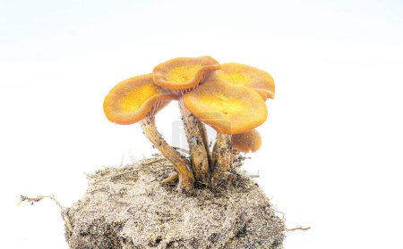 Der Ringlose Honigpilz - Desarmillaria caespitosa - ist ein schöner essbarer Pilz, wenn er vollständig gekocht ist. Auf Klumpen von Schmutz oder Erde isoliert auf weißem Hintergrund Ansicht 2 von 5
