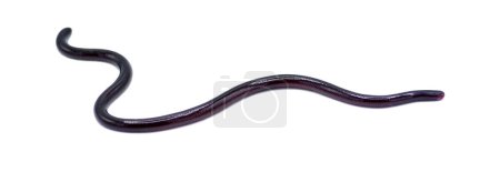 Serpent borgne brahminy - Indotyphlops braminus - espèce nocturne fossoriale non venimeuse trouvée dans la litière de feuilles d'Asie ou d'Afrique, mais qui s'est répandue dans le monde entier. Eyespot Gros plan isolé sur fond blanc