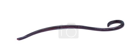 Brahminy Blind snake - Indotyphlops braminus - non venomous fossorial nocturnal species found in leaf litter from Asia or Africa but have spread worldwide. Eyespot Closeup isolated on white background