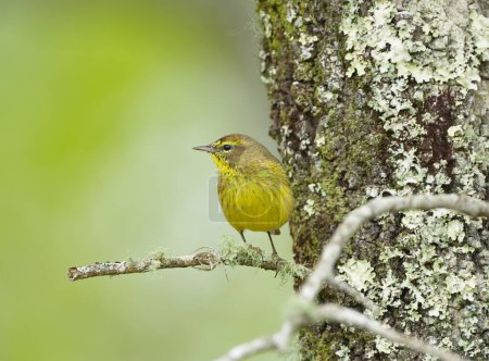 male brown and yellow with red Mohawk palm warbler - Setophaga palmarum  hypochrysea - perched on turkey oak tree - Quercus laevis - side profile view With blurred green bokeh background