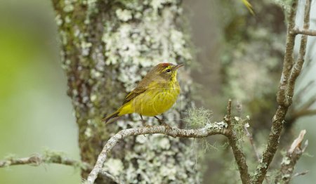 male brown and yellow with red Mohawk palm warbler - Setophaga palmarum  hypochrysea - perched on turkey oak tree - Quercus laevis - side profile view