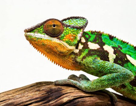 adulto Yemen camaleón velado - Chamaeleo calyptratus - de cerca. Multicolor Hermoso camaleón primer plano reptil con piel brillante colorido. Mascotas tropicales exóticas aisladas sobre fondo blanco
