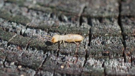 termitas subterráneas orientales - Reticulitermes flavipes - las termitas más comunes que se encuentran en América del Norte y son los insectos destructores de madera más importantes económicamente en los Estados Unidos. vista lateral
