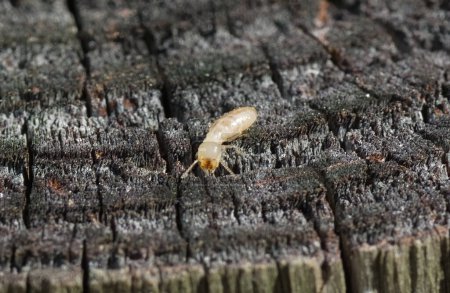 termitas subterráneas orientales - Reticulitermes flavipes - las termitas más comunes que se encuentran en América del Norte y son los insectos destructores de madera más importantes económicamente en los Estados Unidos. vista frontal