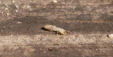 termitas subterráneas orientales - Reticulitermes flavipes - las termitas más comunes que se encuentran en América del Norte y son los insectos destructores de madera más importantes económicamente en los Estados Unidos. vista lateral