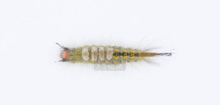 Photo for Orgyia detrita - the fir tussock or live oak tussock moth caterpillar have urticating setae hairs with antrose barbs that may cause skin irritation isolated on white background top dorsal view - Royalty Free Image