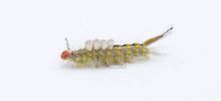 Orgyia detrita - the fir tussock or live oak tussock moth caterpillar have urticating setae hairs with antrose barbs that may cause skin irritation isolated on white background side profile view