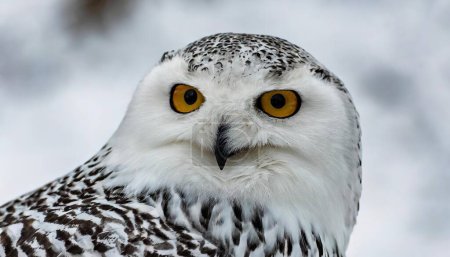 snowy owl - Bubo scandiacus -  aka polar, Arctic owl is a large, white owl of the true owl family and are native to the Arctic regions of both North America and the Palearctic.  Looking at camera