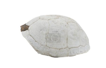Florida box turtle - Terrapene carolina bauri - sun bleached carapace with small patch of outer skin showing pattern design, found in the woods isolated on white background Side view