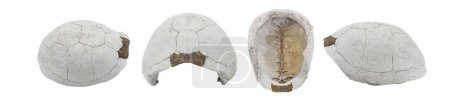 Florida-Karettschildkröte - Terrapene carolina bauri - sonnengebleichte Schildkröte mit kleinen Flecken auf der Außenhaut, die Muster aufweisen, gefunden in den Wäldern isoliert auf vier weißen Ansichten