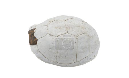 Florida box turtle - Terrapene carolina bauri - sun bleached carapace with small patch of outer skin showing pattern design, found in the woods isolated on white background Side top view