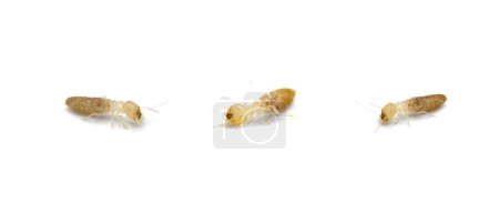 termitas subterráneas orientales - Reticulitermes flavipes - termitas más comunes que se encuentran en América y la importante madera que destruye insectos en los Estados Unidos. Aislado sobre fondo blanco. Tres opiniones