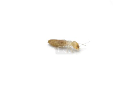termitas subterráneas orientales - Reticulitermes flavipes - termitas más comunes que se encuentran en América y la importante madera que destruye insectos en los Estados Unidos. Aislado sobre fondo blanco. Vista lateral