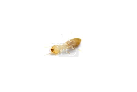termitas subterráneas orientales - Reticulitermes flavipes - termitas más comunes que se encuentran en América y la importante madera que destruye insectos en los Estados Unidos. Aislado sobre fondo blanco. Vista ventricular