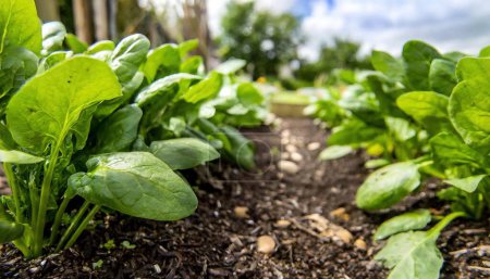 spinach - Spinacia oleracea - young tender delicious plants growing in nutrient rich dirt soil or earth,  green leaves, ready to be harvested for human consumption. side view with row space