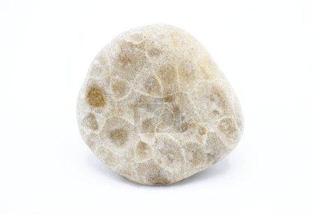 piedra Petoskey sin pulir es una roca y fósil, compuesto de un coral rugoso fosilizado, Hexagonaria percarinata, formado como resultado de la glaciación, piedra del estado de Michigan aislado sobre fondo blanco