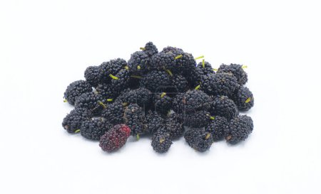 wild fresh picked black mulberry fruit - morus nigra - straight from the tree, uncleaned unwashed, the fruit is a compound cluster of several small drupes that are dark purple, almost black when ripe