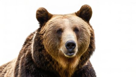 Grizzly- oder nordamerikanischer Braunbär - Ursus arctos horribilis - Nahaufnahme von Gesicht und Kopf isoliert auf weißem Hintergrund, blickt in die Kamera