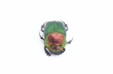 female Phanaeus igneus - is a North American scarab dung beetle Front top view isolated cutout on white background. The pronotum has a metallic bronze and red coloration. The elytra is metallic green