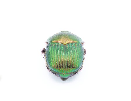 female Phanaeus igneus - is a North American scarab dung beetle Front view isolated cutout on white background. The pronotum has a metallic bronze and red coloration. The elytra is metallic green