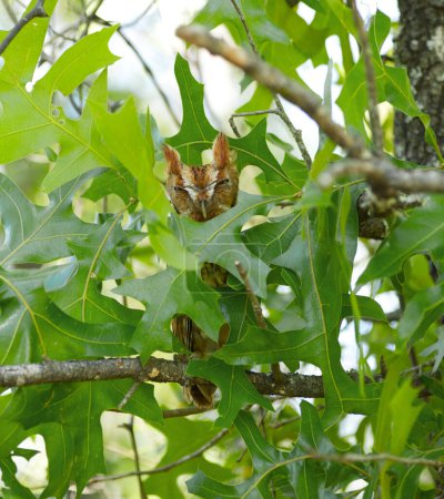 macho búho chillón rojo oriental - Megascops Asio - encaramado en roble pavo - Quercus laevis - escondido detrás de las hojas, mechones de orejas hacia arriba y totalmente alerta con la esperanza de que no se le ve. nido protector