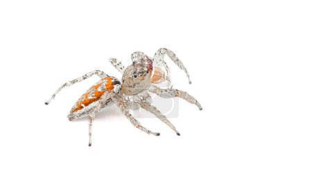 Grauer Tiger springende Spinne - Paramaevia michelsoni - ist eine Art springende Spinne, die in den Vereinigten Staaten gefunden wird. Isoliert auf weißem Hintergrund Seitenprofil Ansicht aufmerksam, aufmerksam und niedlich