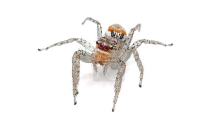 Grauer Tiger springende Spinne - Paramaevia michelsoni - ist eine Art springende Spinne, die in den Vereinigten Staaten gefunden wird. Isoliert auf weißem Hintergrund Frontansicht