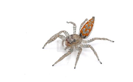 Paramaevia michelsoni es una especie de araña saltadora de la familia Mordellidae. Aislado sobre fondo blanco vista dorsal superior con abdomen hacia arriba