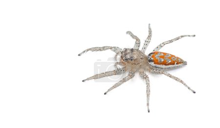 Grey Tiger jumping spider - Paramaevia michelsoni - is a species of jumping spider is found in the United States. Isolated on white background top dorsal side profile view