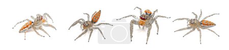 Grauer Tiger springende Spinne - Paramaevia michelsoni - ist eine Art springende Spinne, die in den Vereinigten Staaten gefunden wird. Isoliert auf weißem Hintergrund vier Ansichten