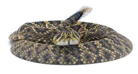 Young Eastern Diamondback rattlesnake - crotalus adamanteus - isolated on white background front face profile view with blurred tongue and rattle showing movement. great scale detail.