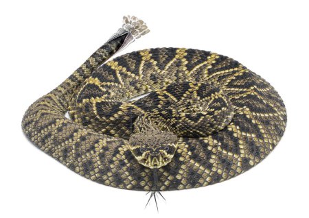 Young Eastern Diamondback rattlesnake - crotalus adamanteus - isolated on white background dorsal view from above and front with blurred tongue and rattle showing movement. great scale detail.