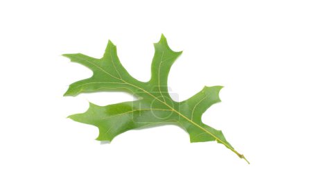 Amerikanische Truthahneiche - auch Roteiche genannt - Quercus laevis - beheimatet im Südosten der Vereinigten Staaten. Der Name leitet sich von der Ähnlichkeit der Blätter mit einem Truthahnfuß ab. Isoliert auf weißem Hintergrund