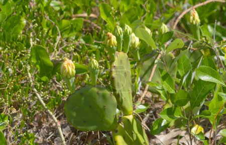 Prickly Pear Cactus - Opuntia humifusa, Saw greenbrier or green briar - Smilax bona nox, Gopher apple - Geobalanus oblongifolius Also known as Licania michauxii growing dry Sandhill habitat. Florida