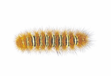 Spiny orange with yellow stripe Echo Moth Caterpillar - seirarctia echo - found in North America, in Georgia, Florida, Alabama and Mississippi isolated on white background top dorsal view