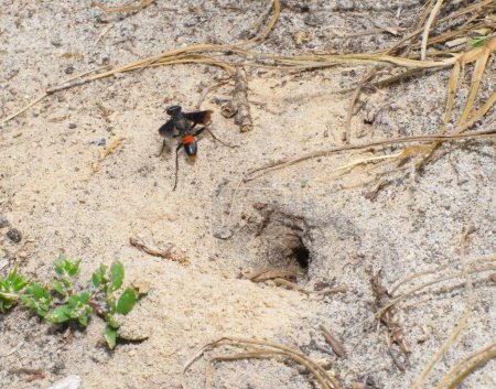 Palmodes dimidiatus la avispa de cintura de hilo de caza de Florida llamada vagamente avispas excavadoras, excavando un agujero en el suelo para usar para enterrar una araña o katydid.