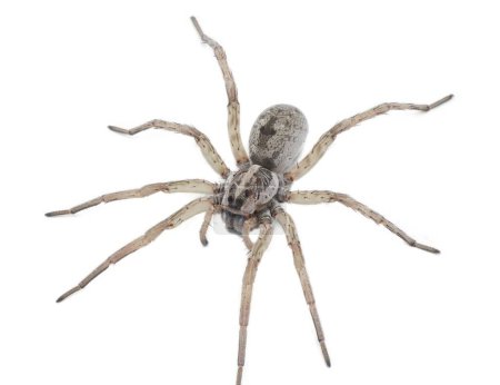 Large female wolf spider - Hogna lenta - facing camera,  extreme detail throughout, view of pattern, hairs eyes, abdomen. isolated cutout on white background, top side profile view