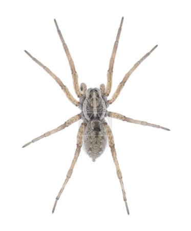 Large female wolf spider - Hogna lenta - facing camera,  extreme detail throughout, view of pattern, hairs eyes, abdomen. isolated cutout on white background, top dorsal view