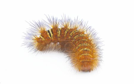 Spiny orange with yellow stripe Echo Moth Caterpillar - seirarctia echo - found in North America, in Georgia, Florida, Alabama and Mississippi isolated on white background top front face view