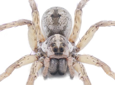 Large female wolf spider - Hogna lenta - facing camera,  extreme detail throughout, view of pattern, hairs eyes, abdomen. isolated cutout on white background, top front profile view Close up face