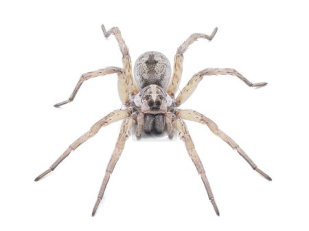 Large female wolf spider - Hogna lenta - facing camera,  extreme detail throughout, view of pattern, hairs eyes, abdomen. isolated cutout on white background, top front profile view