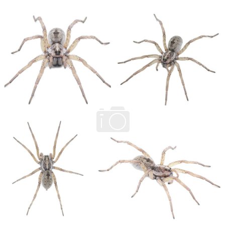 Large female wolf spider - Hogna lenta - facing camera,  extreme detail throughout, view of pattern, hairs eyes, abdomen. isolated cutout on white background, four views