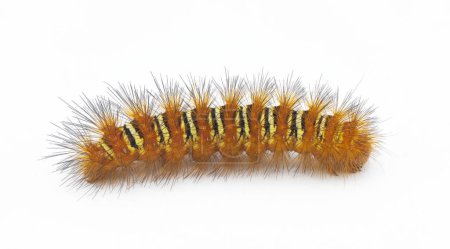 Spiny orange with yellow stripe Echo Moth Caterpillar - seirarctia echo - found in North America, in Georgia, Florida, Alabama and Mississippi isolated on white background side profile view