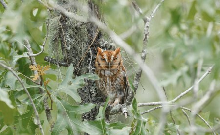 Female red rufous color phase eastern screech owl - Megascops Asio - perched on turkey oak tree - Quercus laevis - hidden behind leaves, ear tufts straight up, while protecting nest