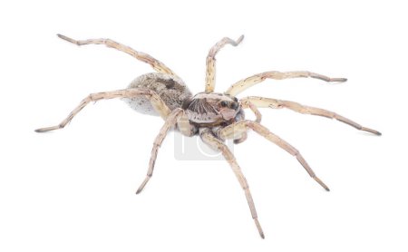Large female wolf spider - Hogna lenta - facing camera,  extreme detail throughout, view of pattern, hairs eyes, abdomen. isolated cutout on white background, top side profile view