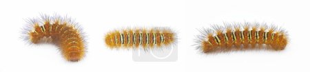 Spiny orange with yellow stripe Echo Moth Caterpillar - seirarctia echo - found in North America, in Georgia, Florida, Alabama and Mississippi isolated on white background three views